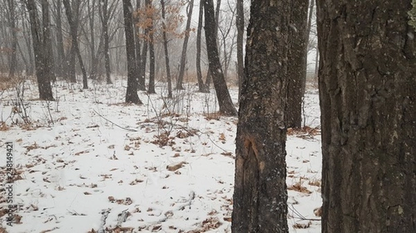 Obraz snow covered trees