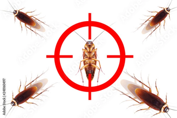 Fototapeta drawing gun target to kill cockroach , pest control concept