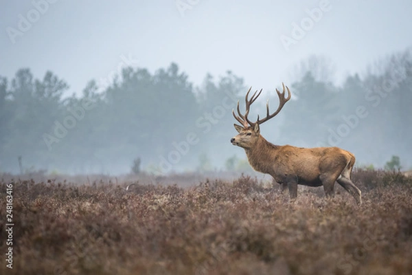 Fototapeta Jeleń na wrzosowiskach