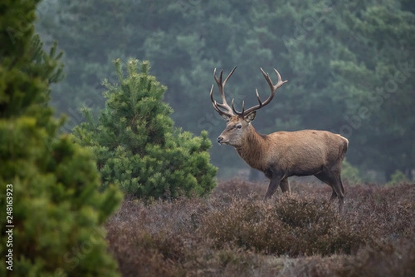 Fototapeta Red deer in the heathland