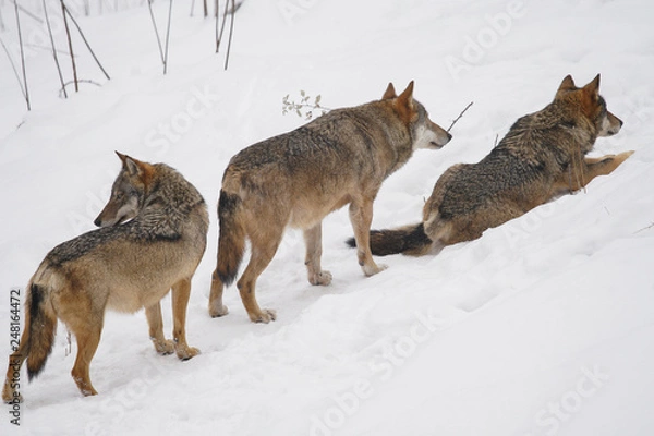 Obraz lupi abruzzo 2019