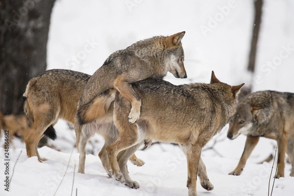 Obraz lupi abruzzo 2019