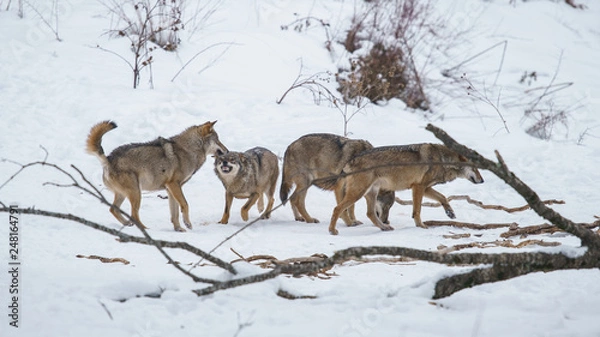 Obraz lupi abruzzo 2019