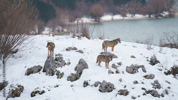 Obraz lupi abruzzo 2019