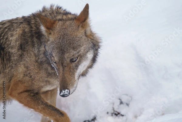 Obraz lupi abruzzo 2019