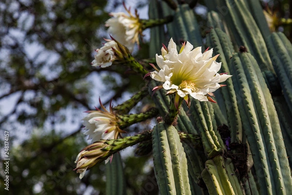 Obraz San Pedro cactus