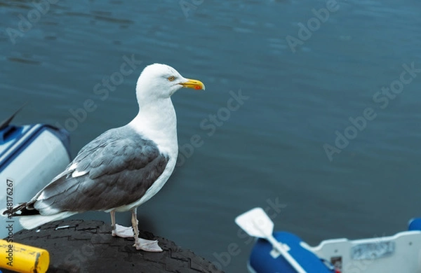 Obraz seagull on a tyre