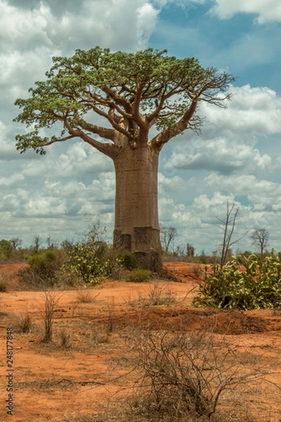 Fototapeta Madagascar baobab