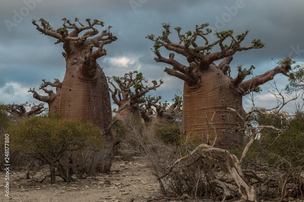 Fototapeta Madagascar Baobabs
