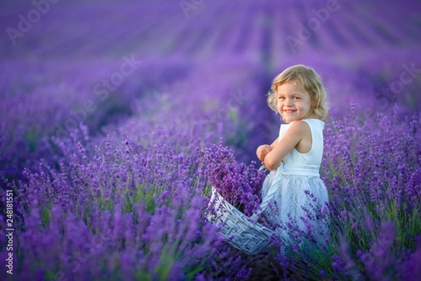 Obraz Cute little curly-haired girl in a lavender field with a basket in her hands.
