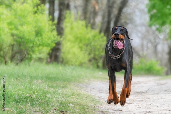 Fototapeta Walk in the park with your favorite doberman