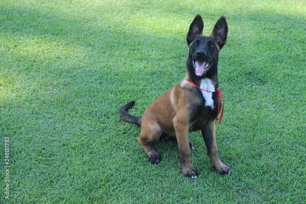 Obraz Malinois