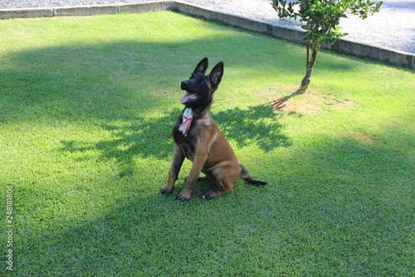 Obraz Malinois