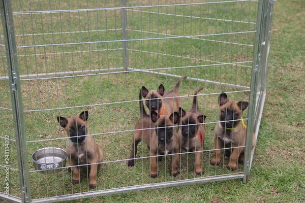 Obraz Puppies