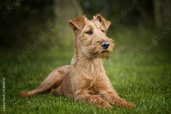 Obraz Irish Terrier