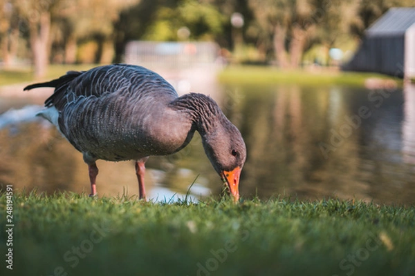 Obraz goose on grass