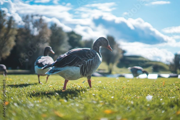 Obraz goose on green grass