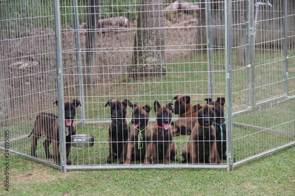 Obraz Puppies