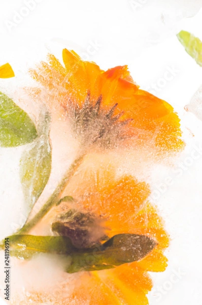 Fototapeta calendula flower in ice cube on white background