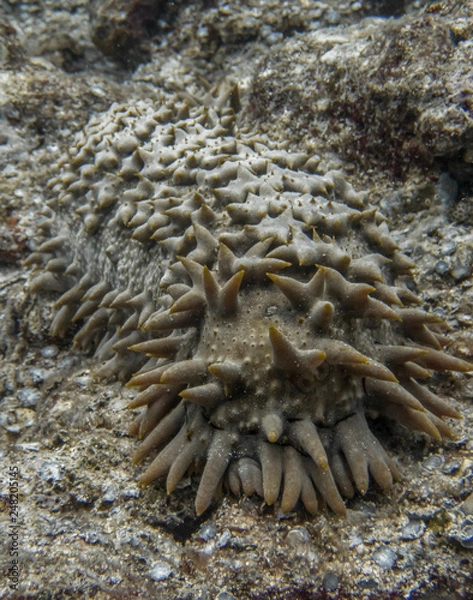 Fototapeta Close Up Odd Pineapple Sea Cucumber Underwater with Pointy Spines