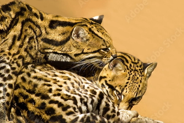 Obraz Ozelot (Leopardus pardalis)