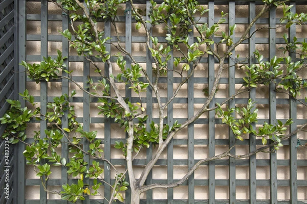 Fototapeta Espalier Tree on Trellis 2