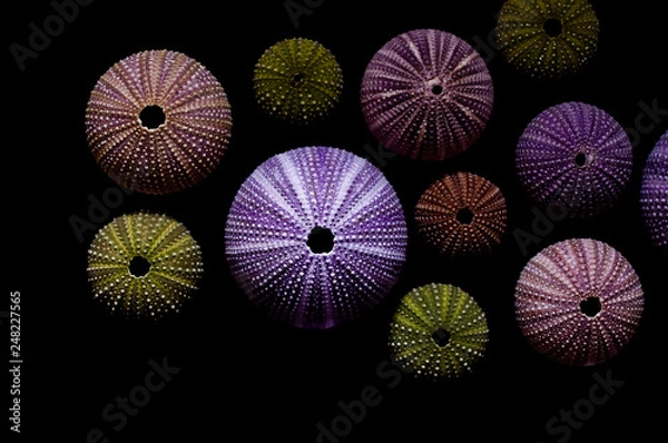 Fototapeta Isolated sea urchins on black background. Beautiful colorful shells from exotic nature.