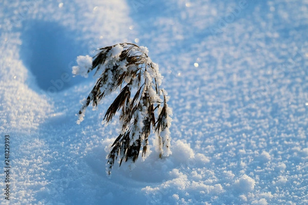 Obraz Snow is bending