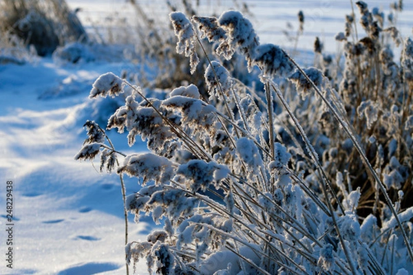 Fototapeta branches in snow
