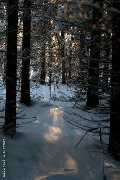 Fototapeta Wooden feelings