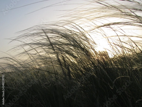 Fototapeta Ковыль