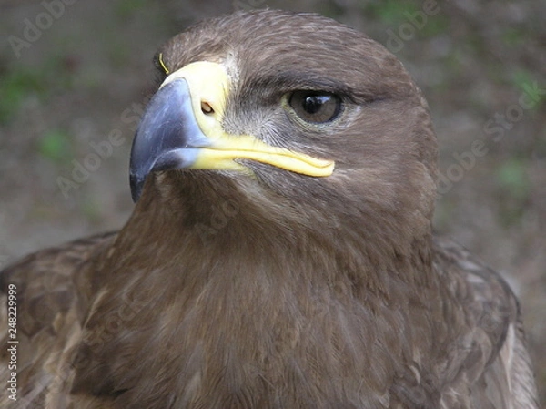 Fototapeta OLYMPUS DIGITAL CAMERA