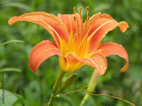 Fototapeta OLYMPUS DIGITAL CAMERA