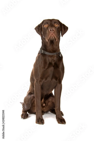 Obraz mixed breed dog (labrador, german pointer)