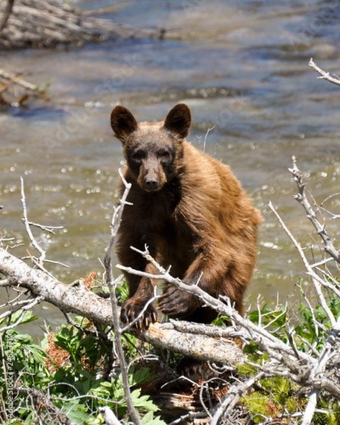 Obraz adolescent black bear