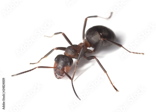Obraz Horse ant islolated on white background