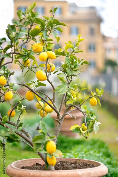 Fototapeta Citronier villa Borgese ROME
