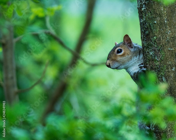 Obraz gray squirrel peekaboo
