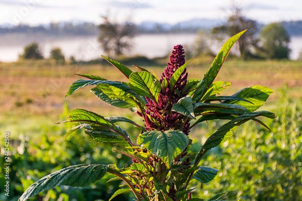 Obraz flowering amaranth