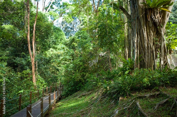 Obraz Exotic Banyan Tree Vines along Hiking Path in Bukit Timah Nature Park, Singapore