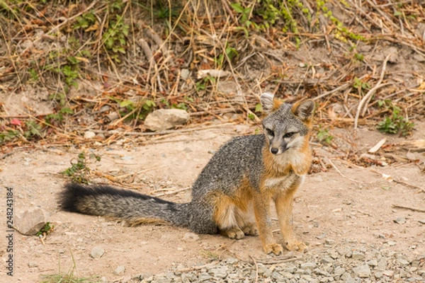 Obraz gray fox