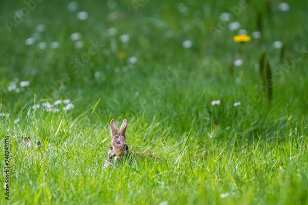Obraz rabbit in the grass