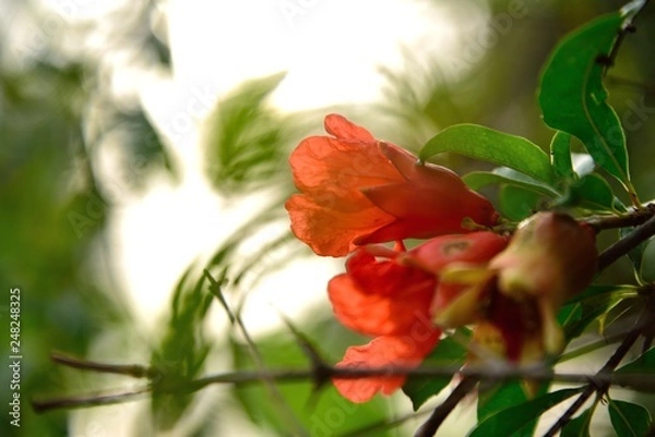 Fototapeta red flower on light background