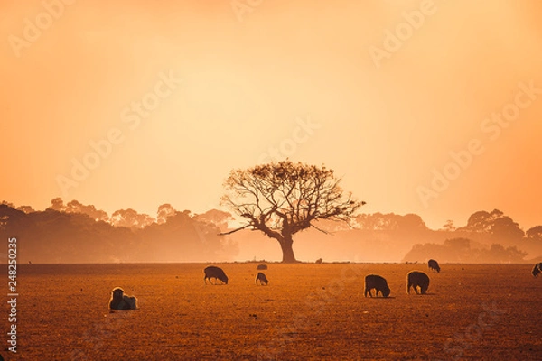 Fototapeta Tree in Field at Foggy Sunrise With Sheep in Foreground