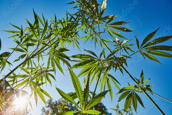 Fototapeta Beautiful still life with copy space of marijuana plant on blue sky background