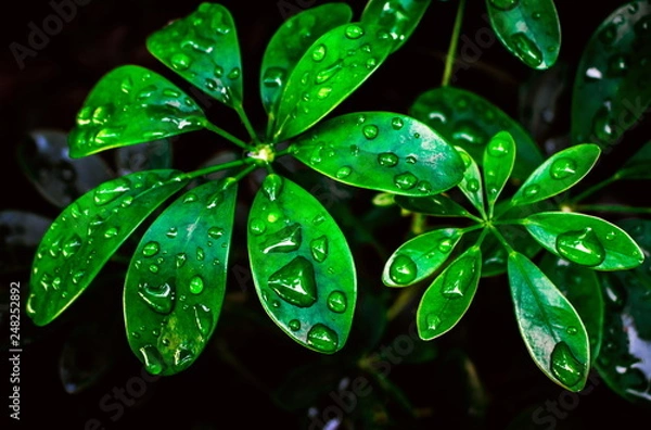 Fototapeta Fresh water drops on Schefflera Arboricola green leaves on tree in the morning
