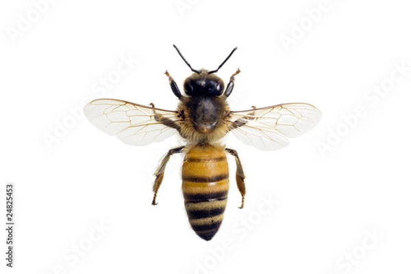Obraz Pszczoła, Apis mellifera