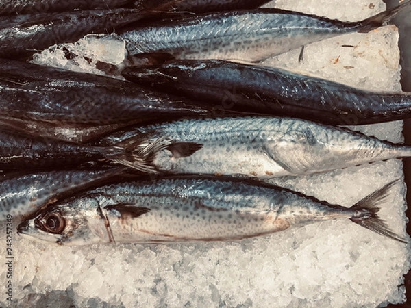 Obraz Small Saba fish placed on ice