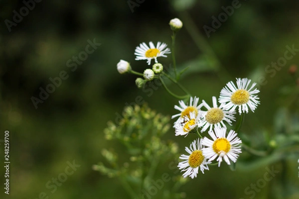 Obraz Daisies