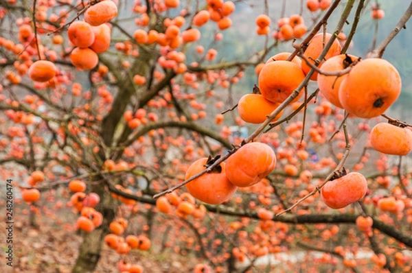 Fototapeta The persimmon fruits closeup in autumn